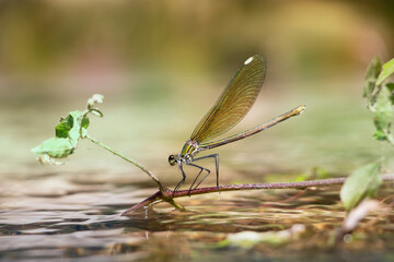 A female green demoiselle called copper demoiselle a species of broad-winged damselflies. Mediterranean demoiselle. Insect resting on a plant near the river.