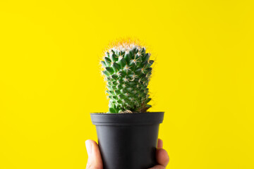 potted cactus on yellow background