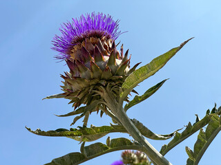 Artichoke flower bud (lat. Cynara) against the sky