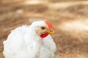 Pollos de engorde Ross , granja de pollos Cobb.