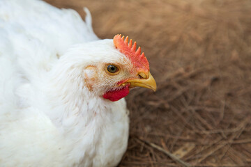 Pollos de engorde Ross , granja de pollos Cobb.