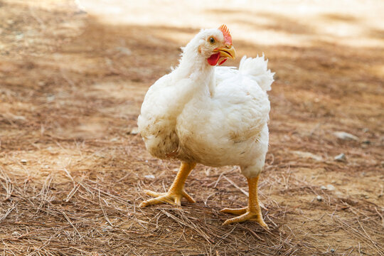 Pollos de engorde Ross , granja de pollos Cobb.