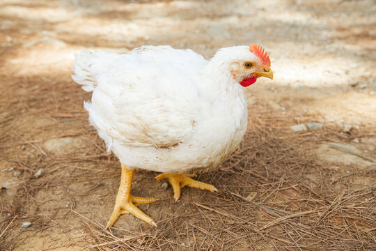Pollos de engorde Ross , granja de pollos Cobb.