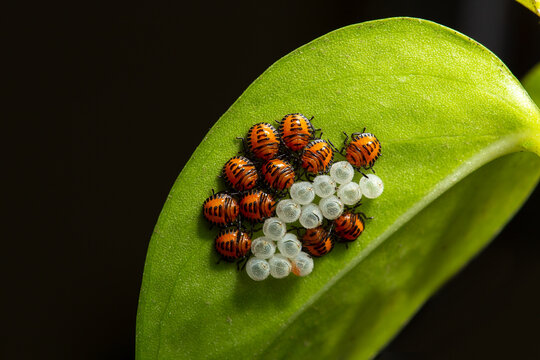 Nezara viridula, El insecto verde ( Nezara viridula ) es una especie de insecto hemiptera en la familia Pentatomidae .