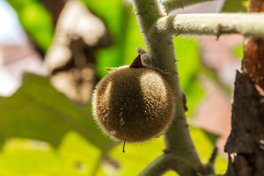 Cultivo de lulo com&uacute;n, Solanum quitoense o naranjilla