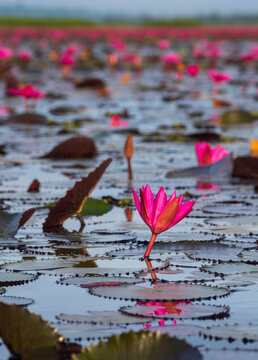 landscape front view of the field. floer red pink lotus blossoms look beautiful natural in the lake sea at  dawn of the day of Thailand.