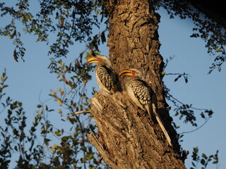 Southern yellow-billed hornbills