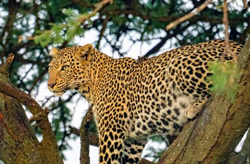 A wild Leopard in a tree seen on a safari in the Maasai Mara reserve in Kenya africa