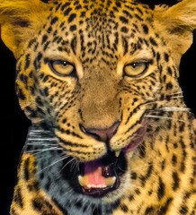 A head shot portrait of a wild Leopard in a tree seen on a safari in the Maasai Mara reserve in Kenya africa