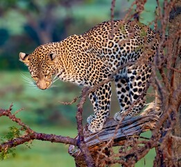 A wild Leopard in a tree seen on a safari in the Maasai Mara reserve in Kenya africa