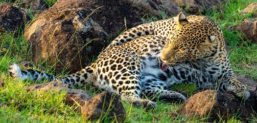 A wild Leopard seen on a safari in the Maasai Mara reserve in Kenya africa