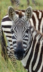 Naklejka premium closeup of a single zebra on the savannah in the Maasai Mara Kenya