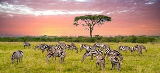 A herd of zebras on the savannah in the Maasi Mara, Kenya - Powered by Adobe