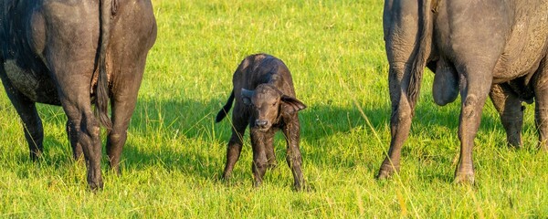 African cape buffalo pair with new-born -several hours old still wet-  calf, Maasai Mara reserve,...