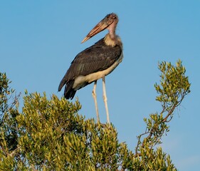 A closeup image of a Marabou stork in the Maasai Mara reserve, Kenya africa
