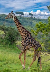 view of a single giraffe in the savannah in the masai mara, Kenya, africa