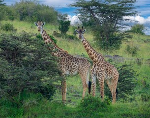 view of two giraffes feeding on an acacie tree in the masai mara, Kenya, africa