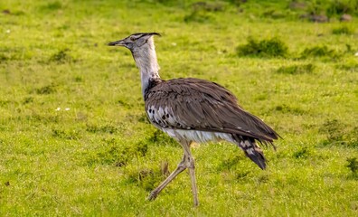 Kori Bustard (Ardeotis kori), a portrait, Maasai Mara, Kenya