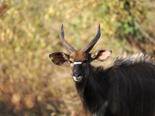 Nyala Bull Portrait