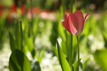 Beautiful pink tulip growing outdoors on sunny day, closeup. Space for text