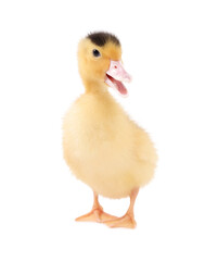 Fototapeta premium Baby animal. Cute fluffy duckling on white background