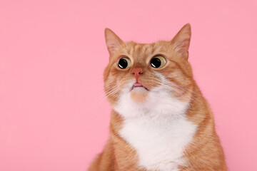 Funny pet. Cute surprised cat with big eyes on pink background