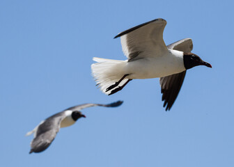 Laughing Gulls flying at Corpus Christi, Texas