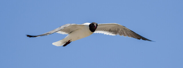 Laughing Gulls flying at Corpus Christi, Texas