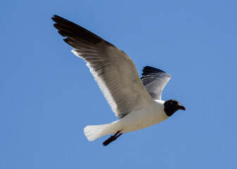 Laughing Gulls flying at Corpus Christi, Texas