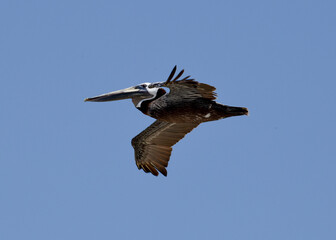 pelican in flight