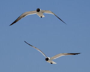 Laughing Gulls flying at Corpus Christi, Texas