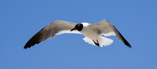 Fototapeta premium Laughing Gulls flying at Corpus Christi, Texas