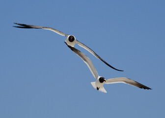 Laughing Gulls flying at Corpus Christi, Texas