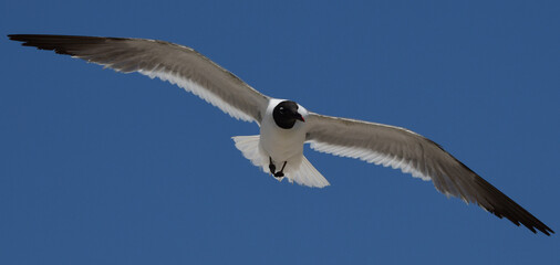 Fototapeta na wymiar Laughing Gulls flying at Corpus Christi, Texas