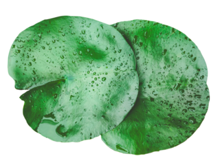 Fresh green lotus leaf with water droplets isolated on transparent background. Tropical plant leaves grow in water and get wet with rainwater.