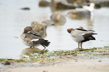 Australian birds 