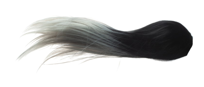 Two tone Wig hair style fly fall explosion. White Black woman wig hair float in mid air. Two tone wig hair extension wind blow cloud throw. White background isolated high speed freeze motion