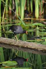  Adult Common Gallinule Moorhen or swamp chicken in marsh walking along driftwood