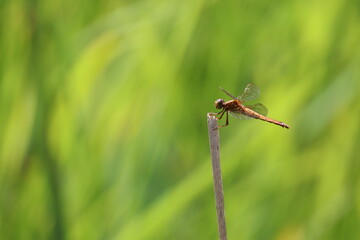 female dragonfly on a branch
