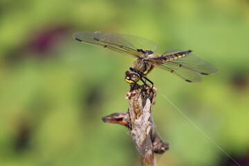 Four spotted chaser resting on dry grass