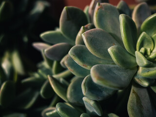 Succulent plant