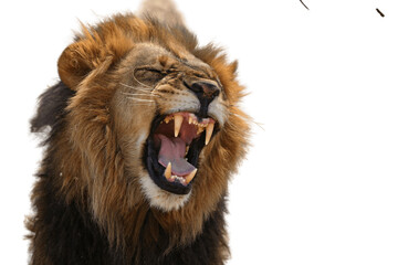 lion isolated on white