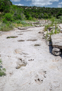 Acrocanthosaurus And Sauroposeidon Tracks