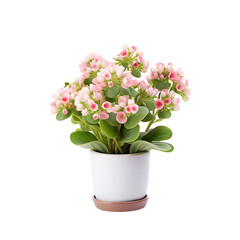 Naklejka na ściany i meble flower in a pot isolated. Pendent Flowered Kalanchoe Potted Plant transparent. Kalanchoe ‘Tessa’. minimalist plant pot PNG. Generative AI.