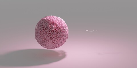 A 3D illustration of human fertilization. One egg with a realistic zona pellucida and one sperm that is about to be fertilized.    - obrazy, fototapety, plakaty