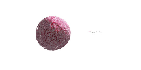 A 3D illustration showing human fertilization with one egg and one sperm. The zona pe