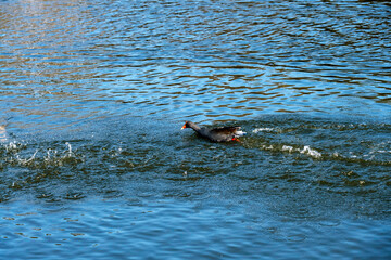 Dusky Moorhen (Gallinula tenebrosa)
