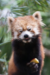 Fototapeta premium リンゴを食べるレッサーパンダ