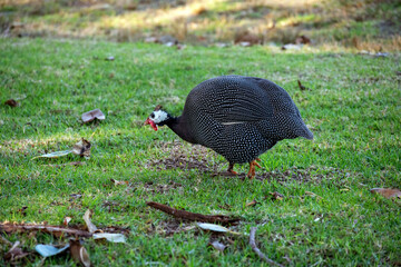Helmet Guinea Fowl (Numida meleagris)