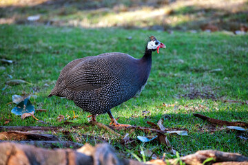 Helmet Guinea Fowl (Numida meleagris)